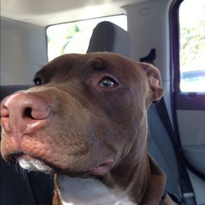 Meet your Posher, Armando